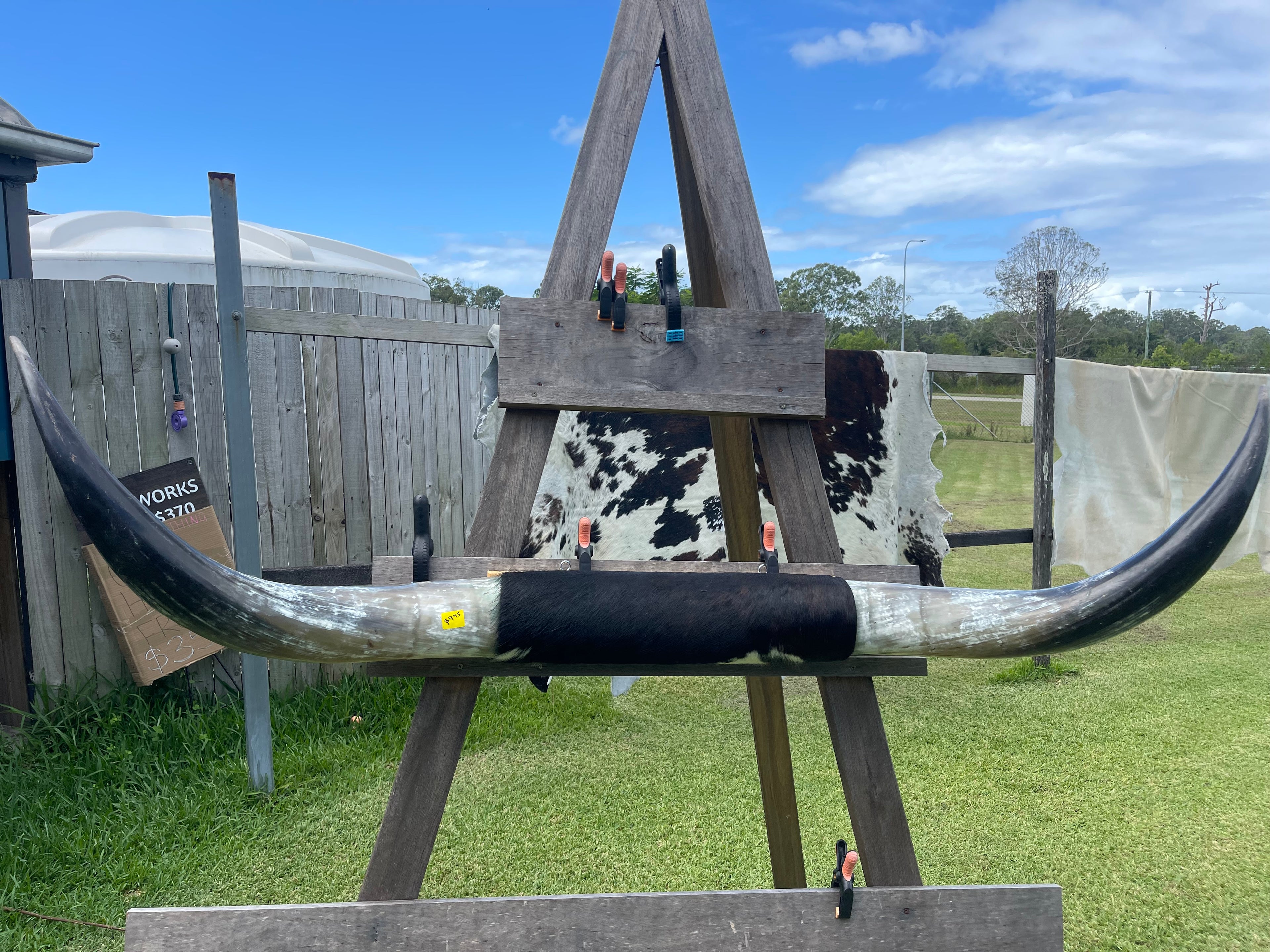 Mounted Cow Horns 07 (delivery extra on request)