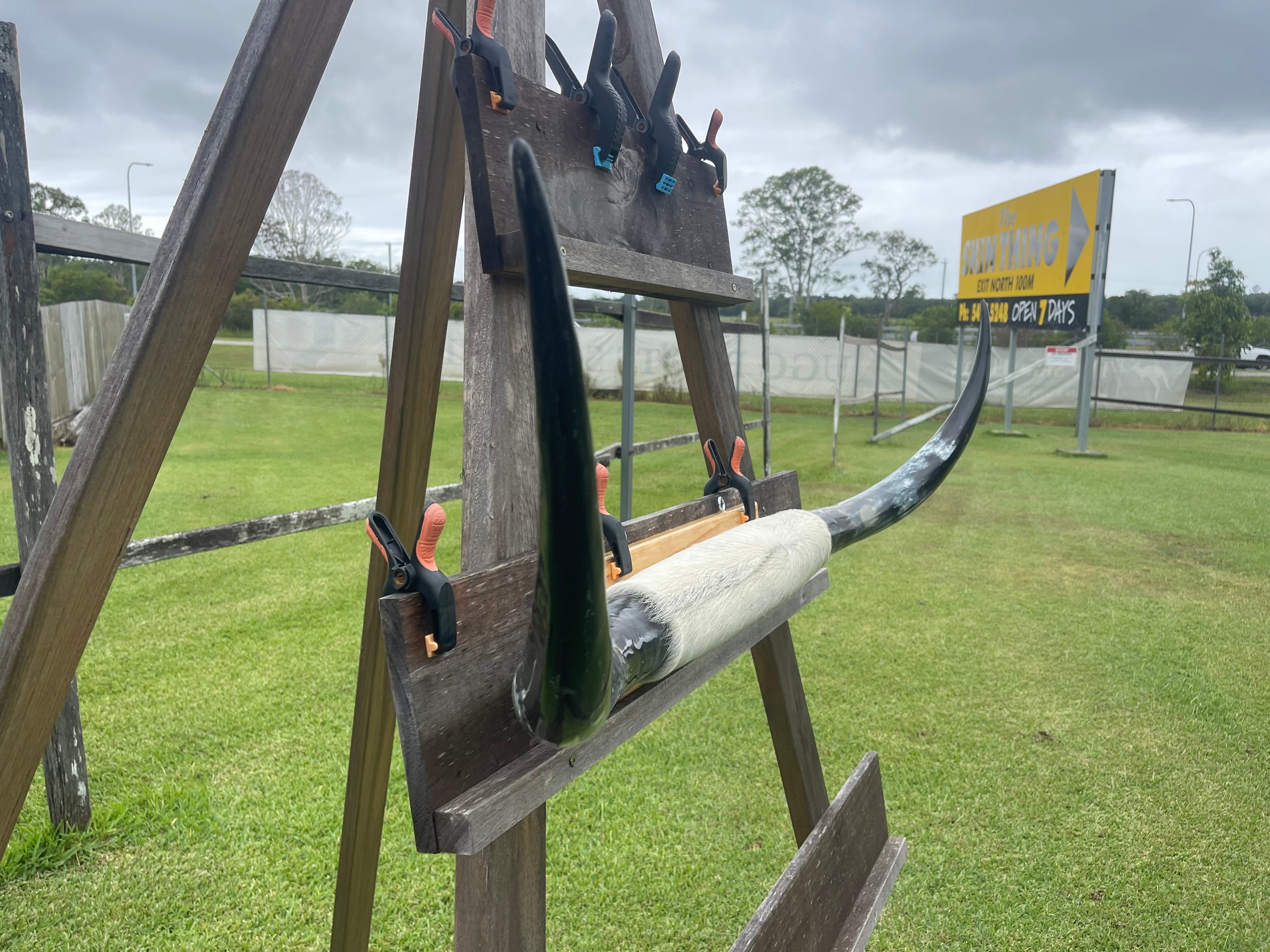 Mounted Cow Horns 30 (delivery extra on request)