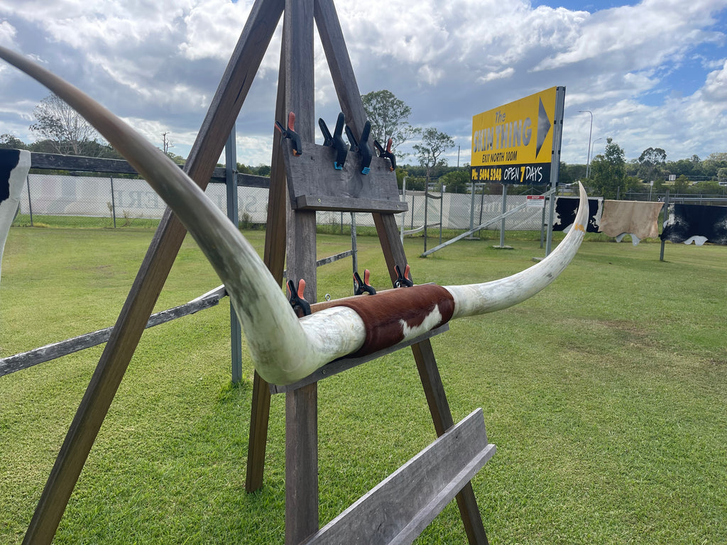 Mounted Cow Horns 50 (this set free delivery, can be dismantled )