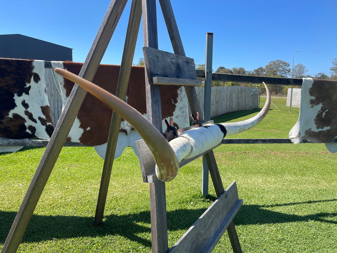 Mounted Cow Horns 43 (delivery extra on request)
