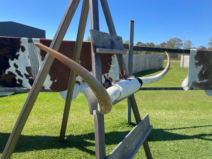 Mounted Cow Horns 43 (delivery extra on request)