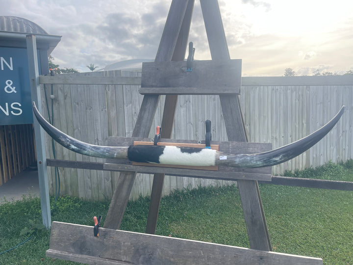 Mounted Cow Horns 01 (delivery extra on request)