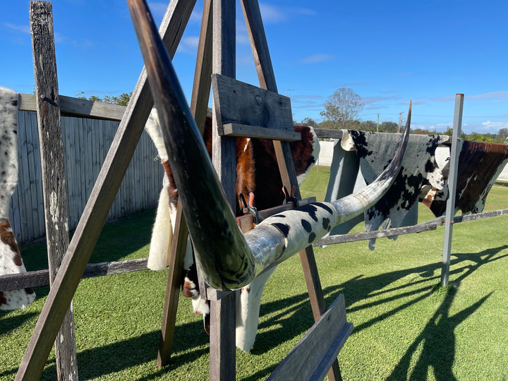 Mounted Cow Horns 04 (delivery extra on request)