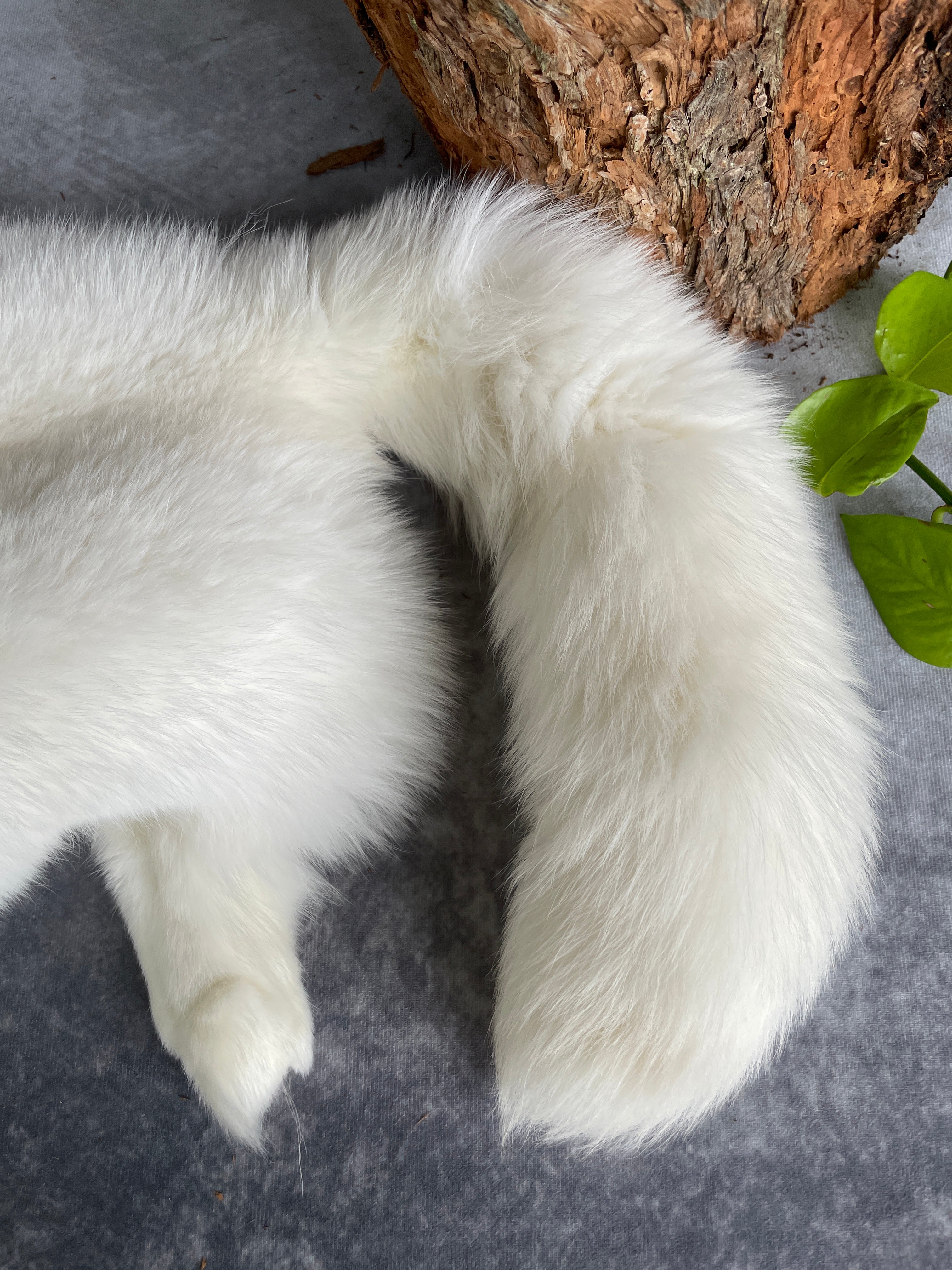 Specialty Skin - Fox Skins