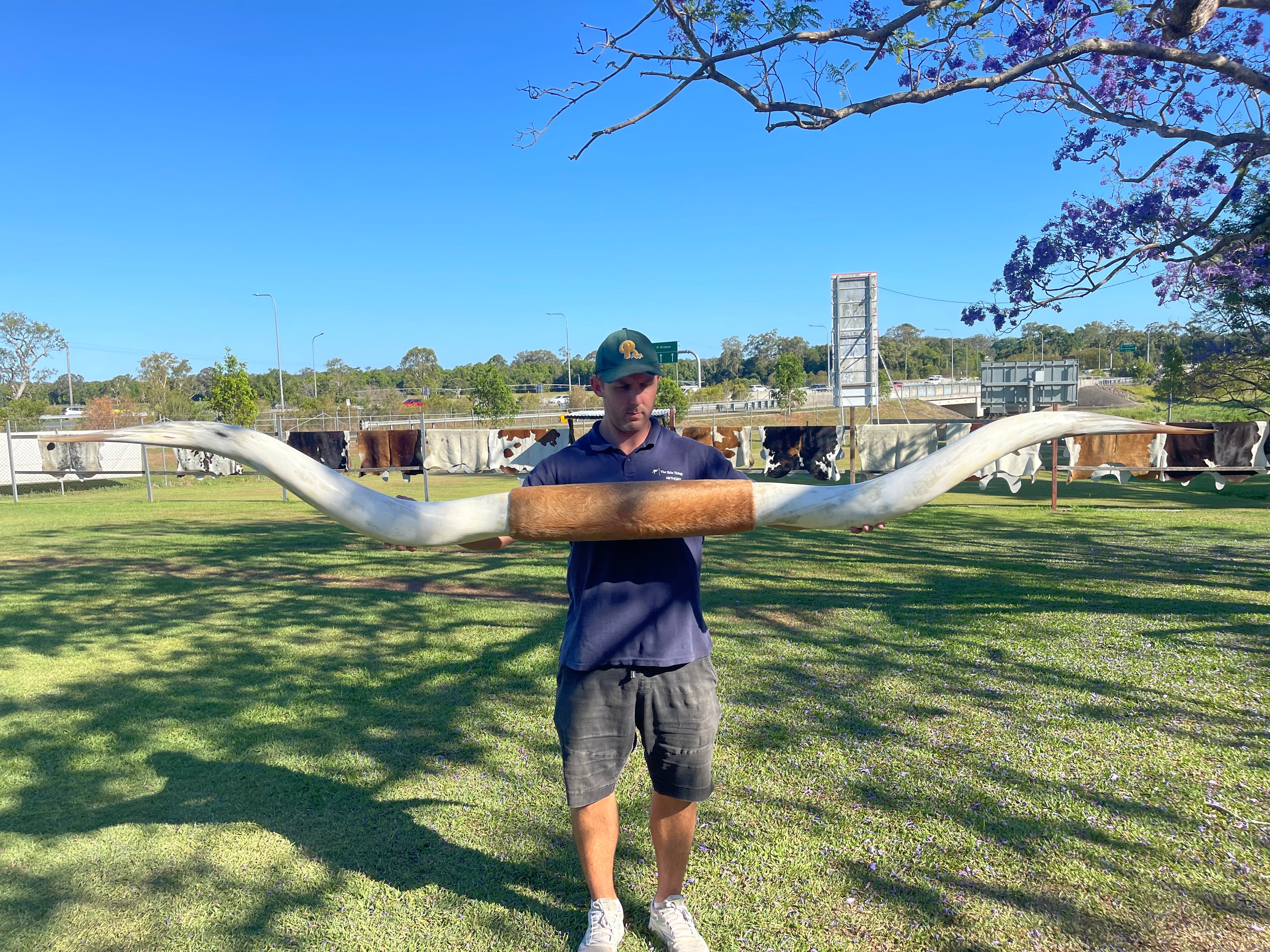 Mounted Cow Horns 55 (this set free delivery,comes dismantled )