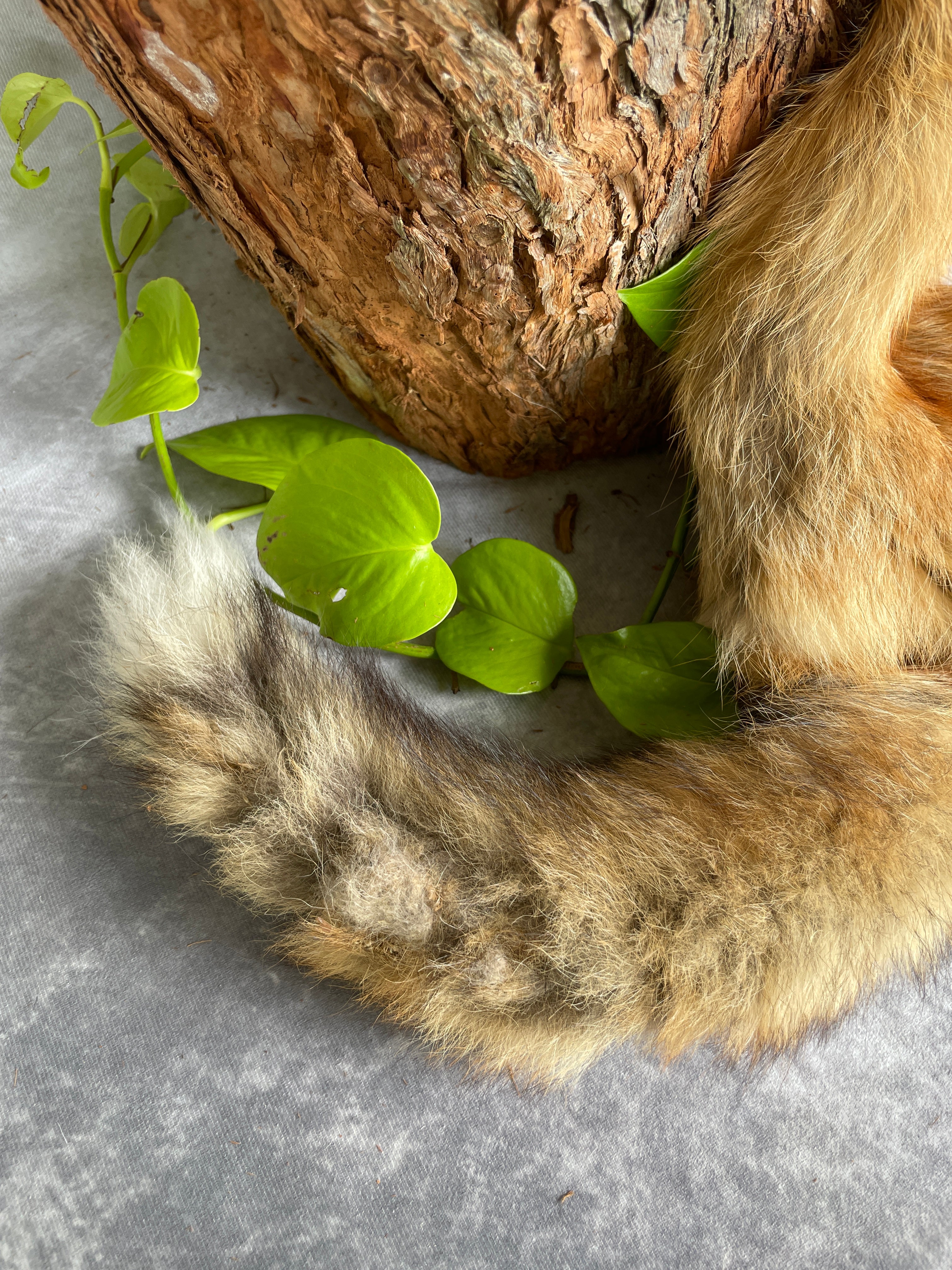 Specialty Skin - Fox Skins