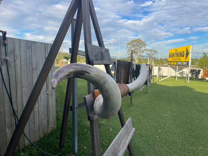 Mounted Cow Horns 15 (delivery extra on request)