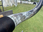 Mounted Cow Horns 07 (delivery extra on request)