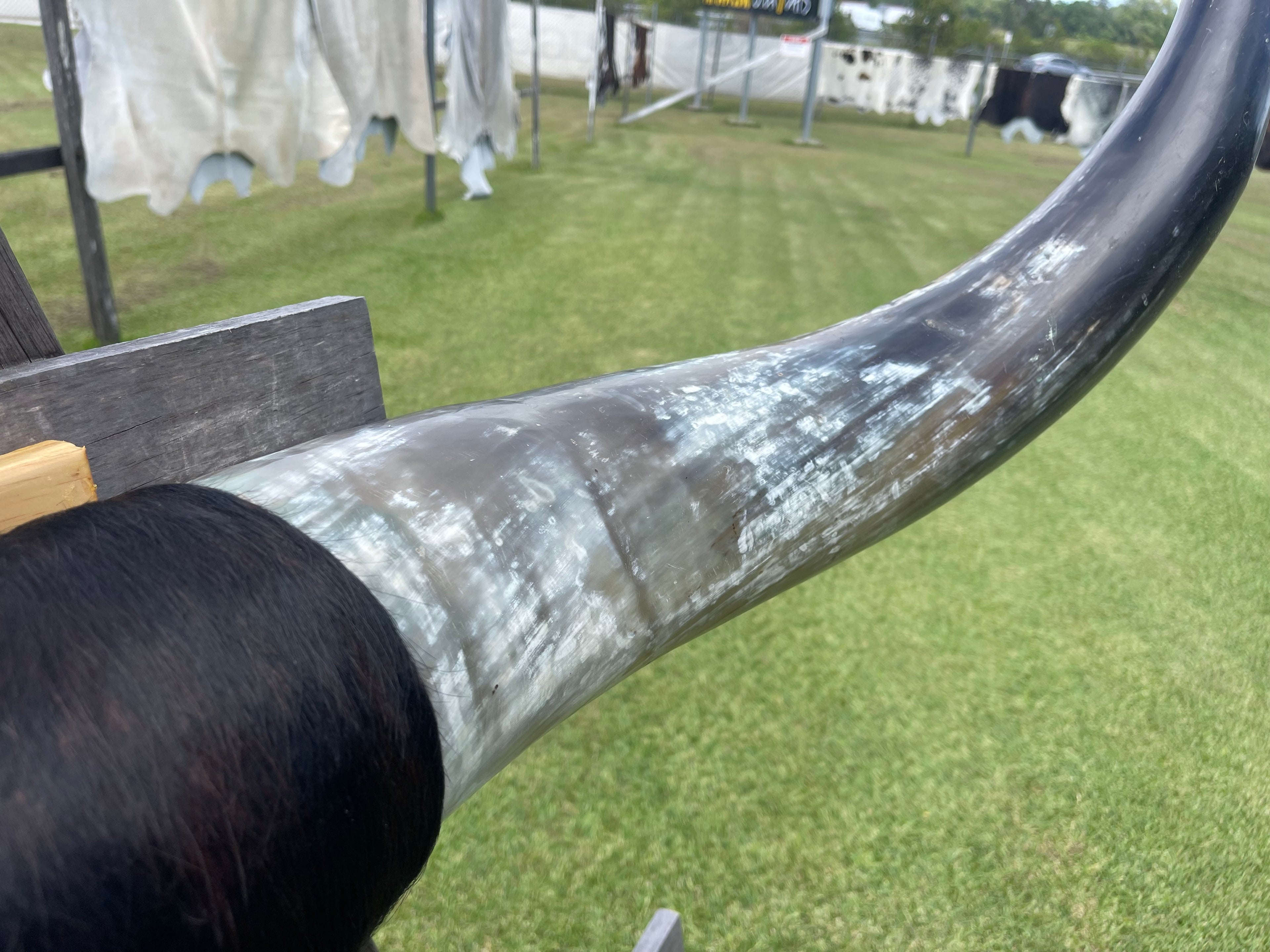 Mounted Cow Horns 07 (delivery extra on request)