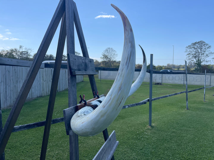 Mounted Cow Horns 37 (delivery extra on request)
