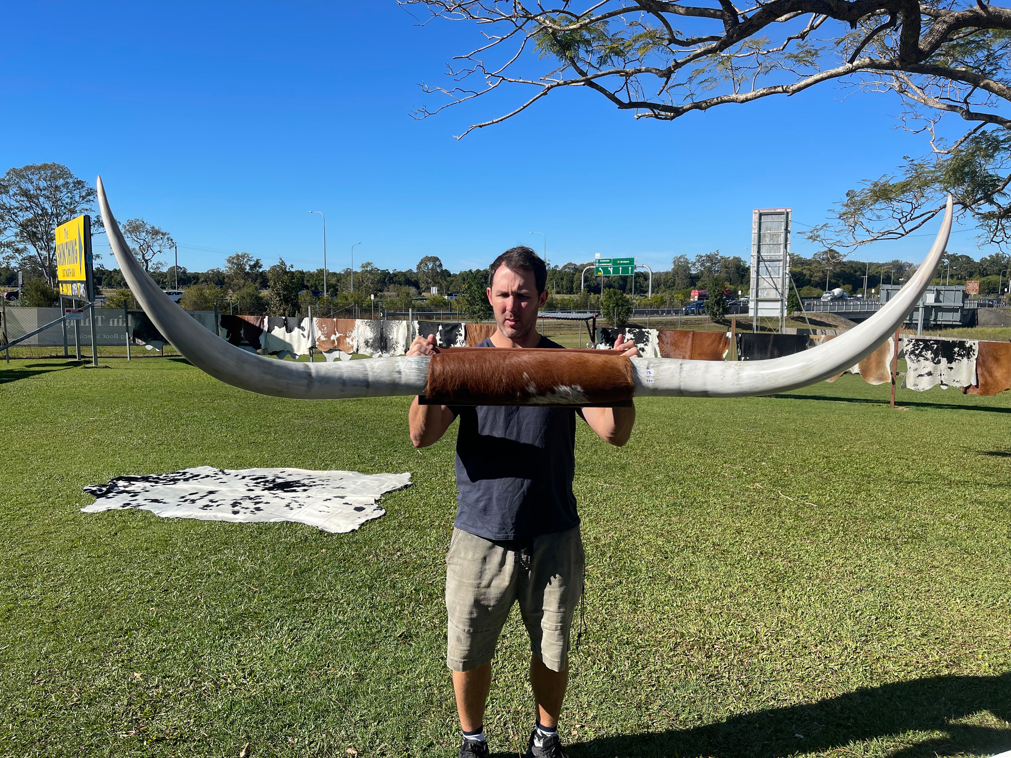 Mounted Cow Horns 13 (delivery extra on request)