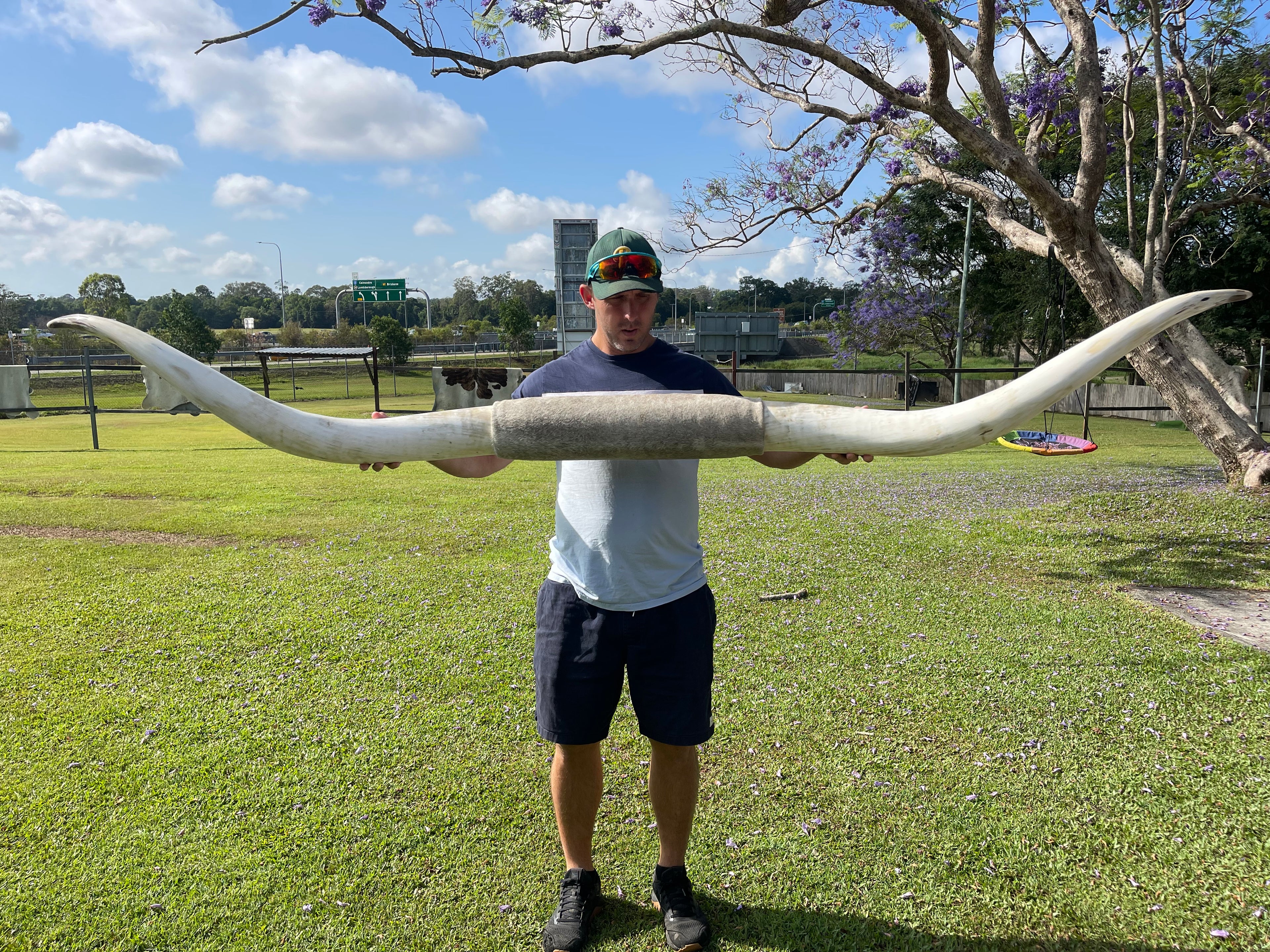 Mounted Cow Horns 56 (delivery extra on request)