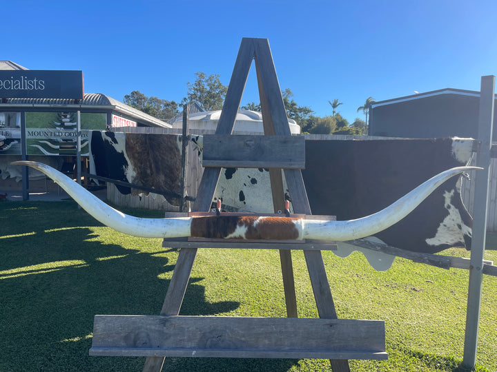 Mounted Cow Horns 13 (delivery extra on request)