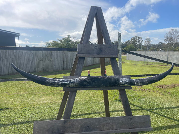 Mounted Cow Horns 47 (delivery extra on request)