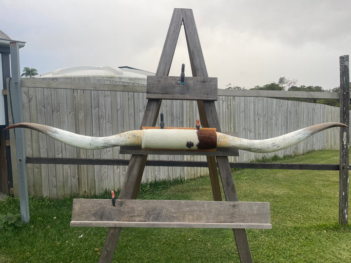 Mounted Cow Horns 29 (delivery extra on request)
