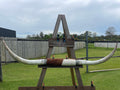 Mounted Cow Horns 29 (delivery extra on request)
