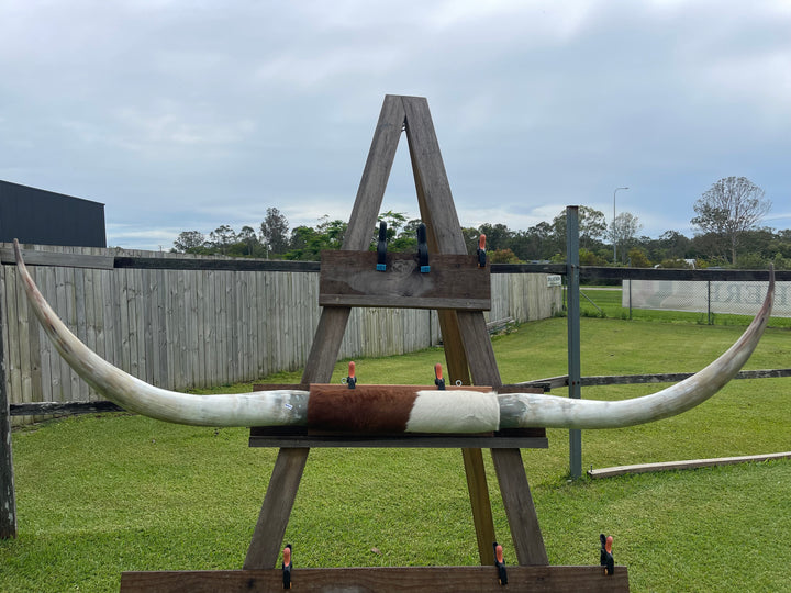 Mounted Cow Horns 29 (delivery extra on request)
