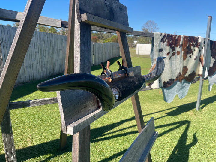 Mounted Cow Horns 13 (delivery extra on request)
