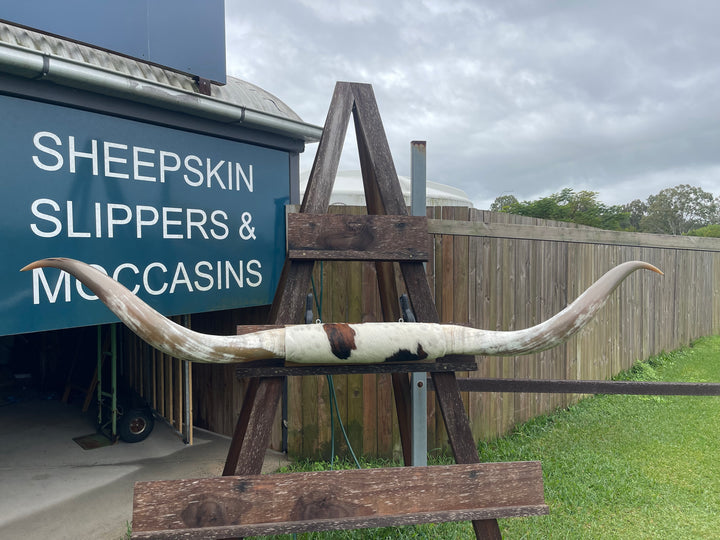 Mounted Cow Horns 46 (delivery extra on request)