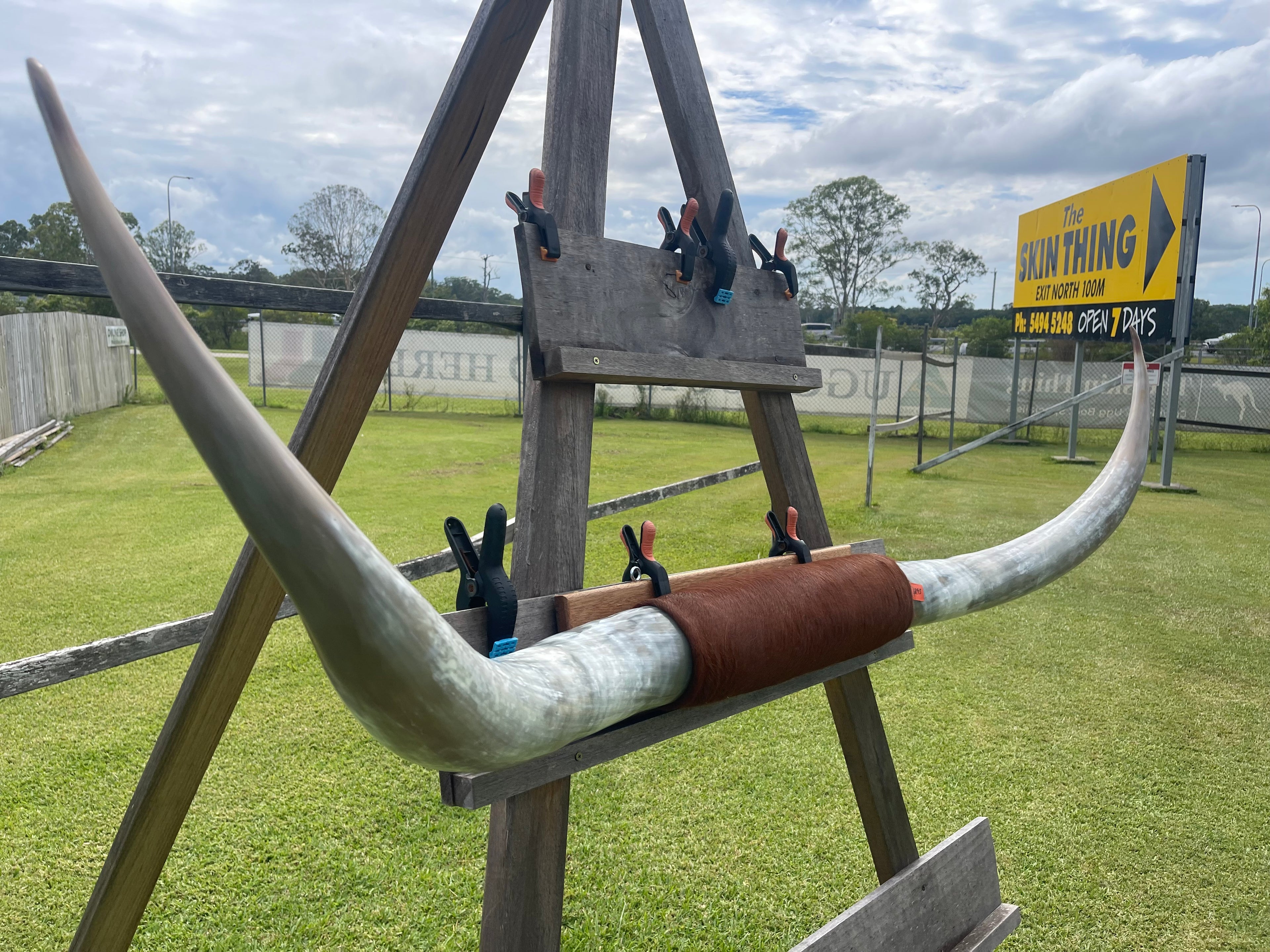 Mounted Cow Horns 19 (delivery extra on request)