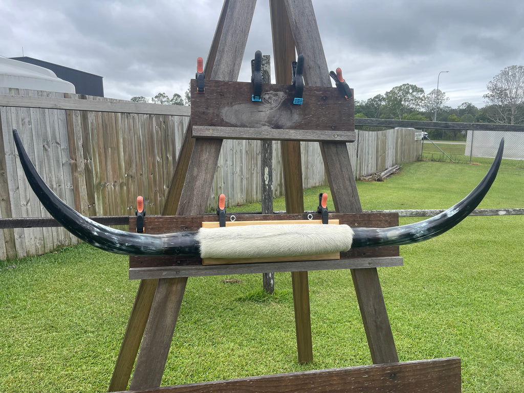 Mounted Cow Horns 30 (delivery extra on request)