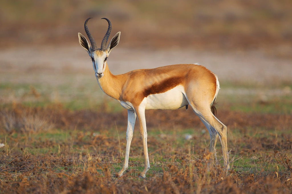 Specialty Skin - Springbok