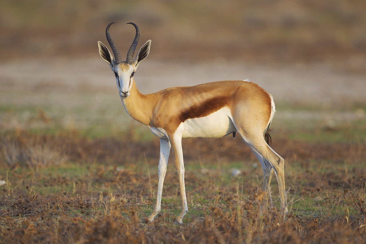 Specialty Skin - Springbok