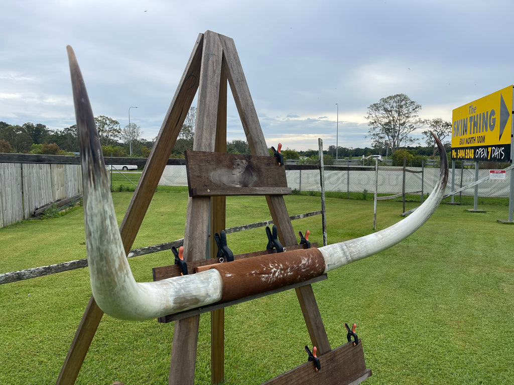 Mounted Cow Horns 20 (delivery extra on request)