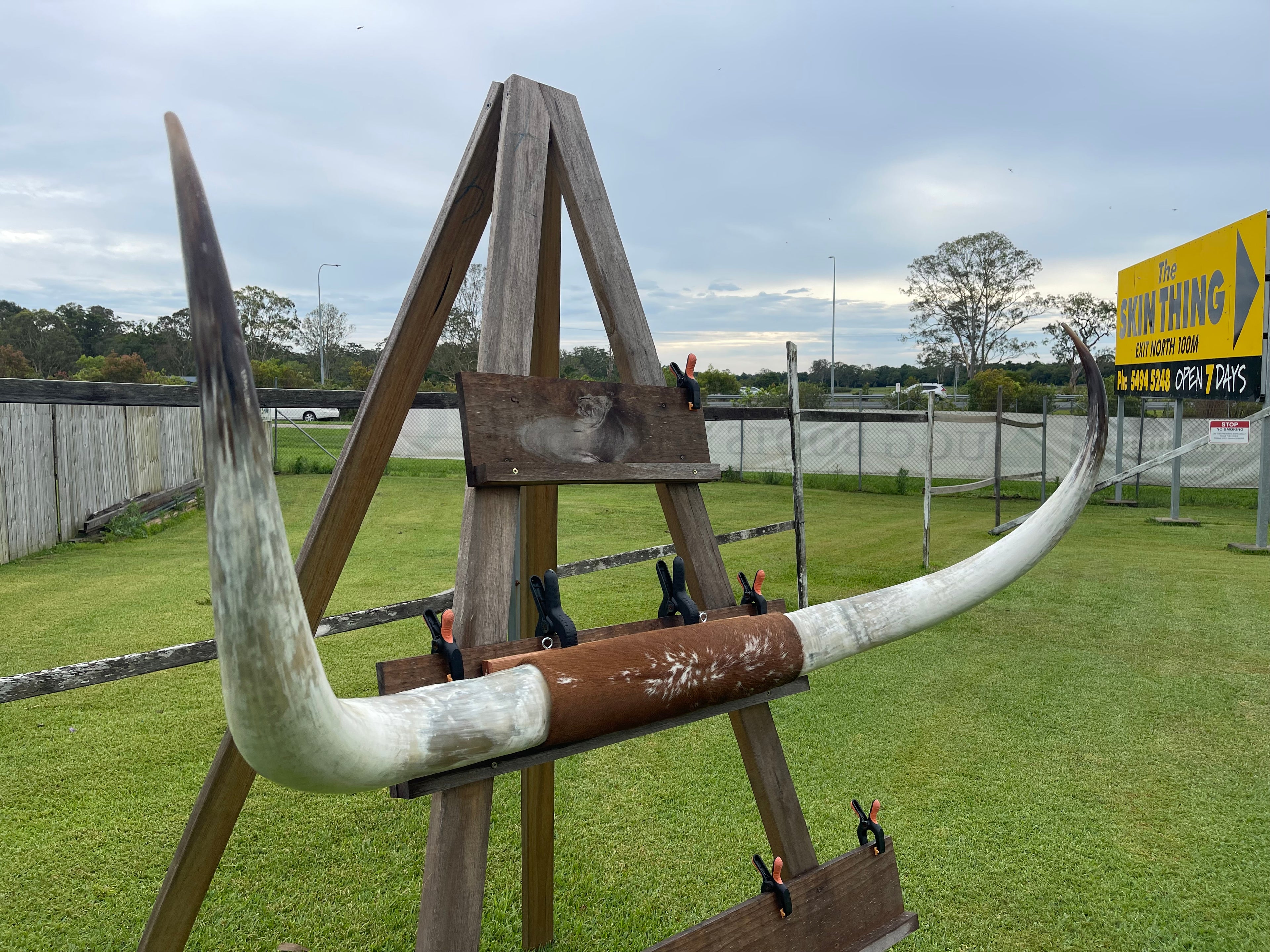 Mounted Cow Horns 20 (delivery extra on request)