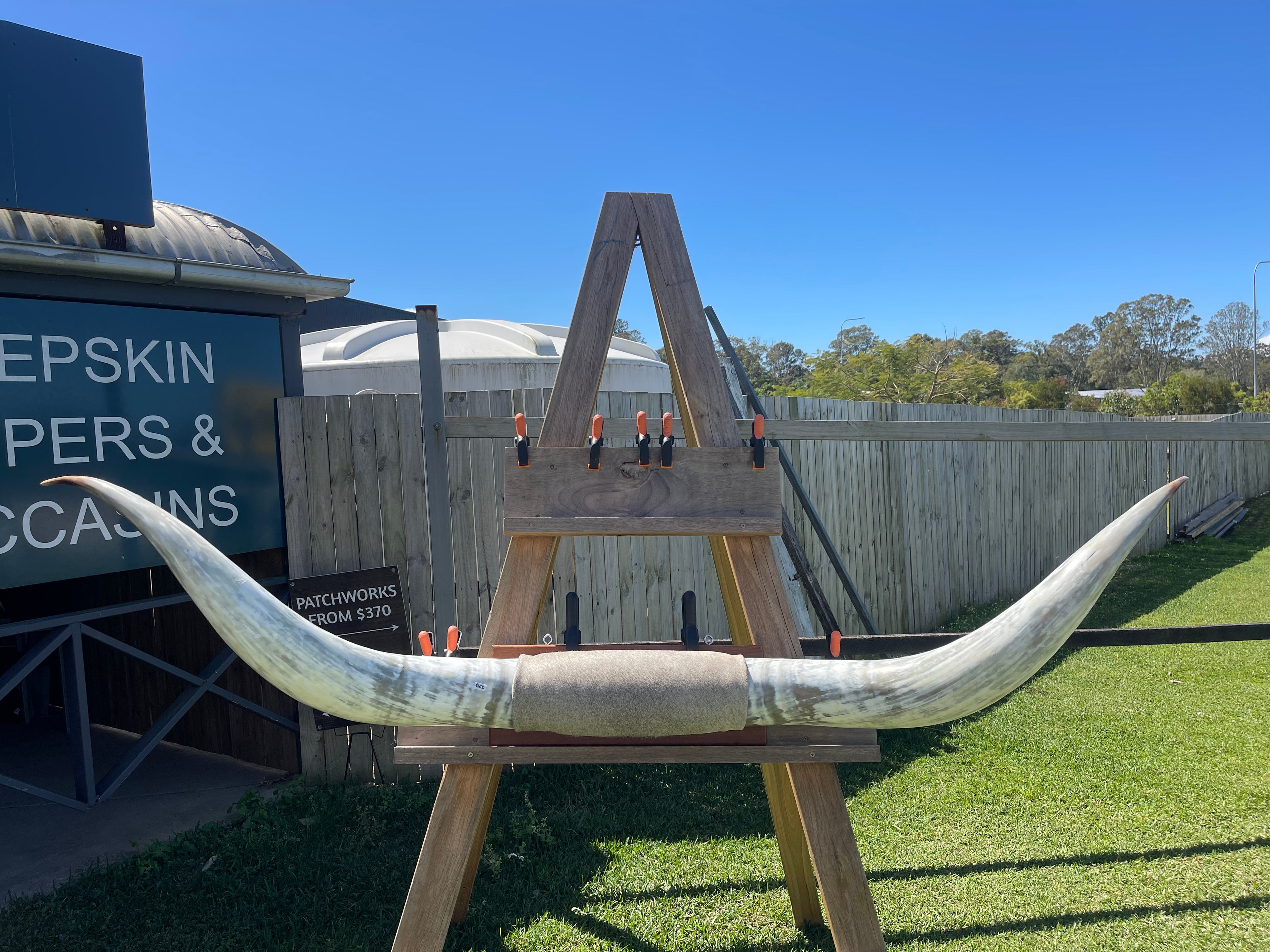 Mounted Cow Horns 08 (delivery extra on request)