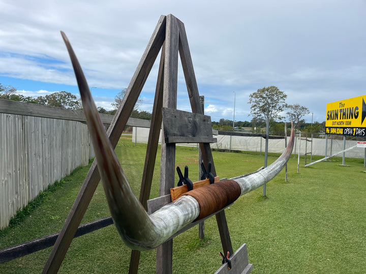 Mounted Cow Horns 55 (this set free delivery,comes dismantled )