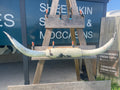 Mounted Cow Horns 45 (delivery extra on request)