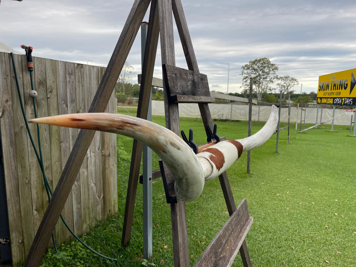 Mounted Cow Horns 02 (delivery extra on request)