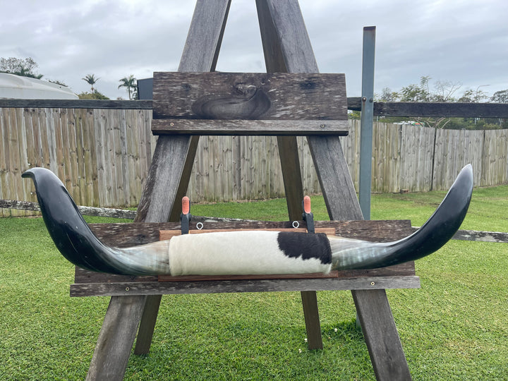 Mounted Cow Horns 19 (delivery extra on request)
