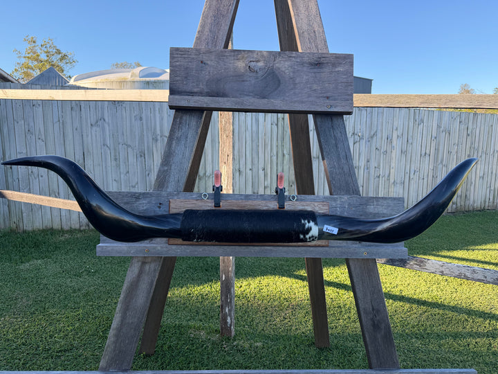 Mounted Cow Horns 28 (delivery extra on request)