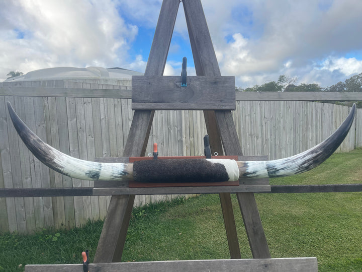 Mounted Cow Horns 03 (delivery extra on request)