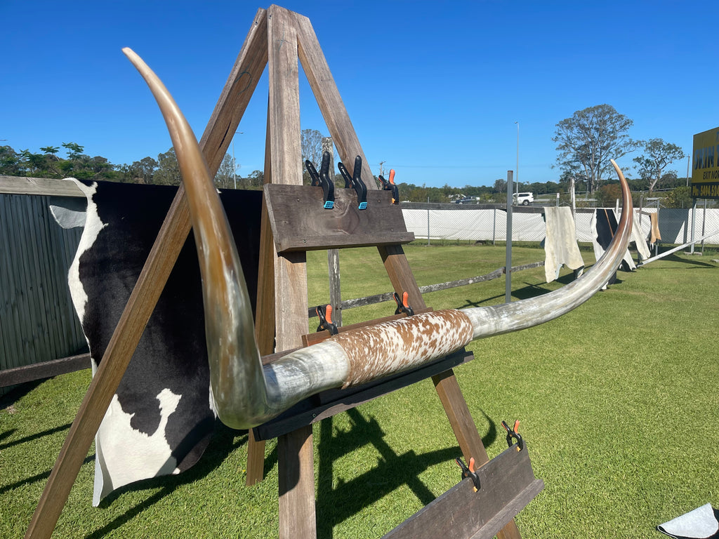 Mounted Cow Horns 36 (delivery extra on request)