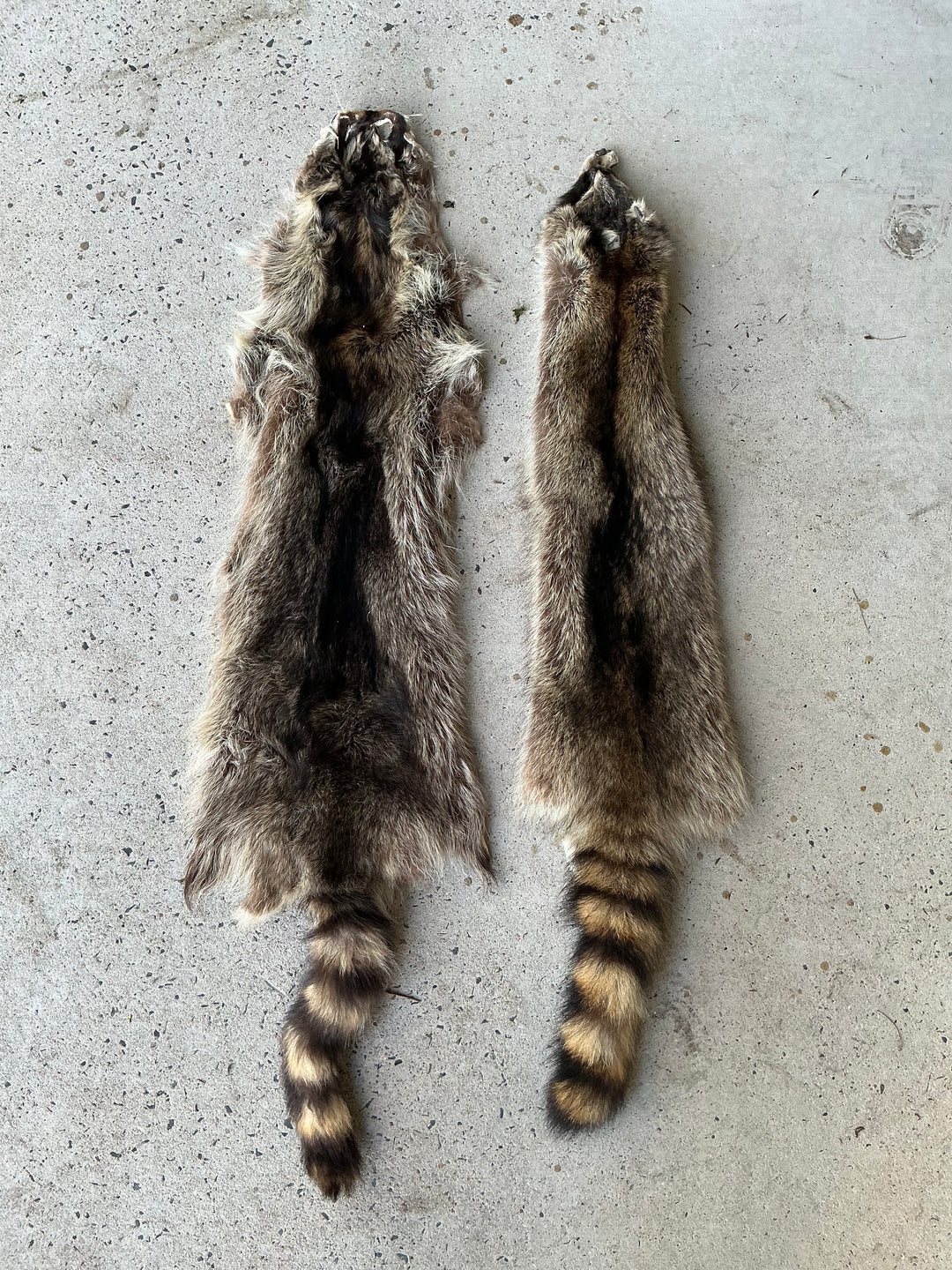 Specialty Skin - Raccoon
