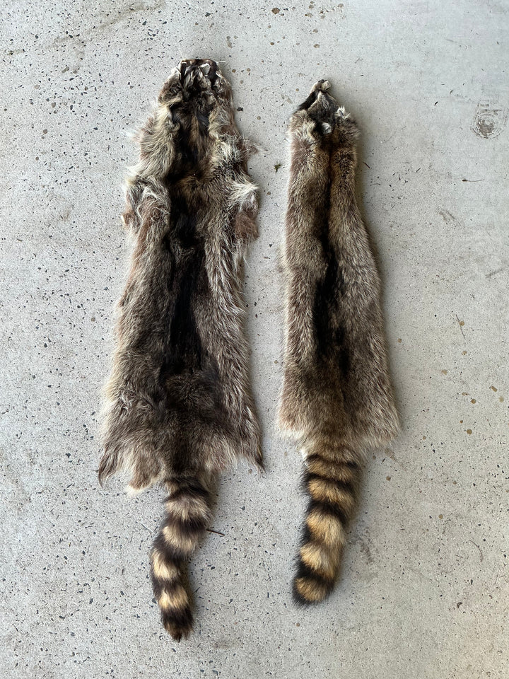 Specialty Skin - Raccoon