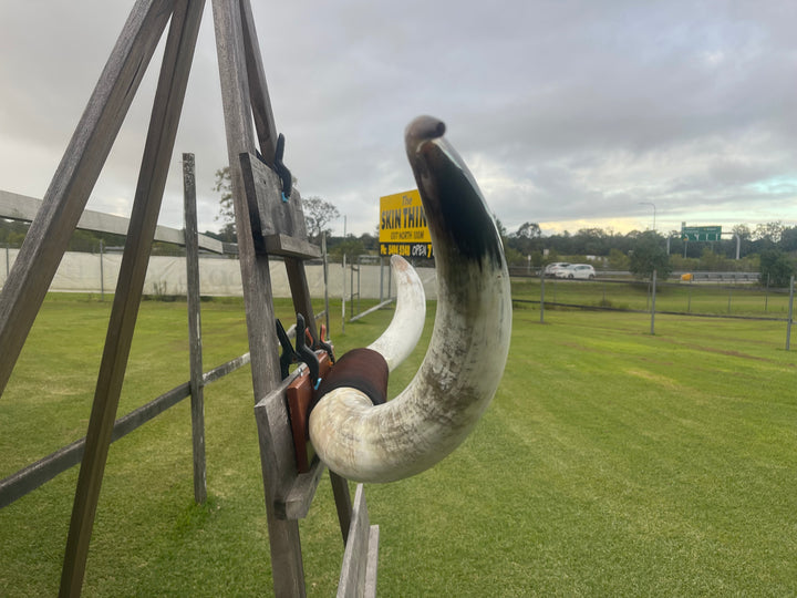 Mounted Cow Horns 24 (delivery extra on request)