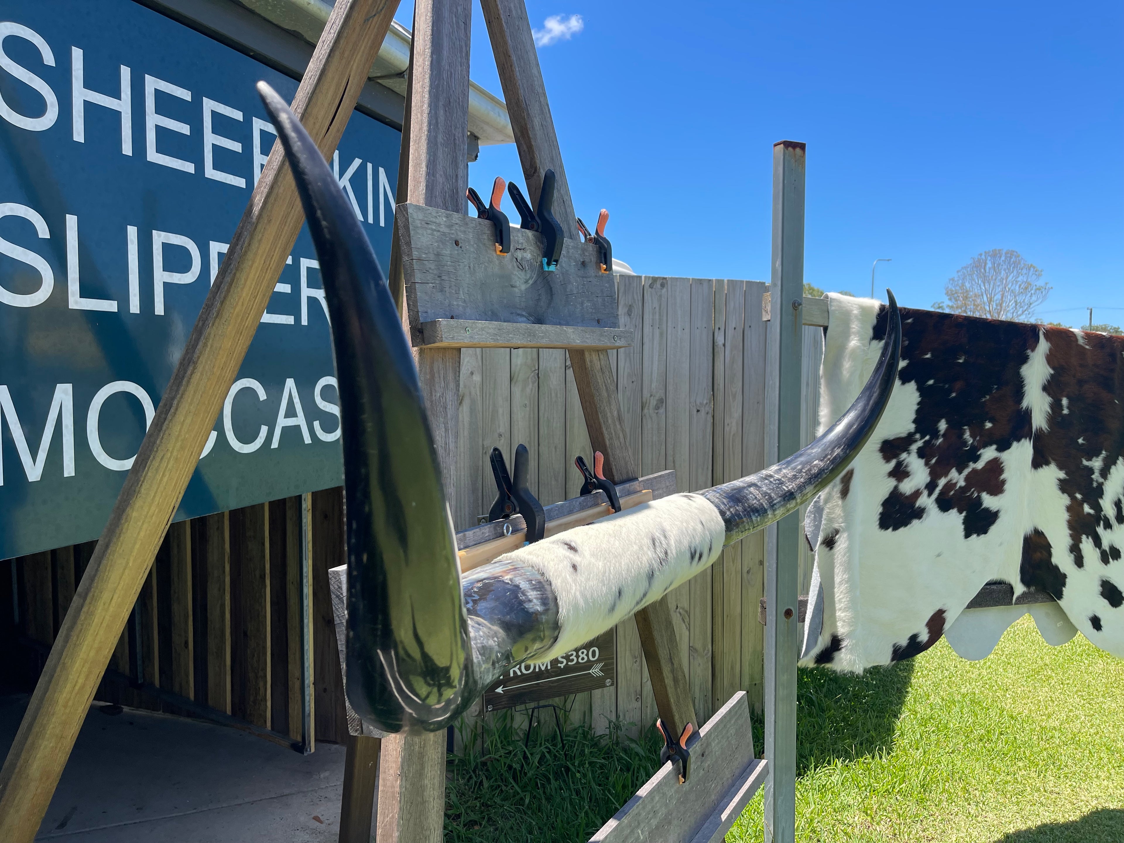 Mounted Cow Horns 18 ( delivery extra on request )