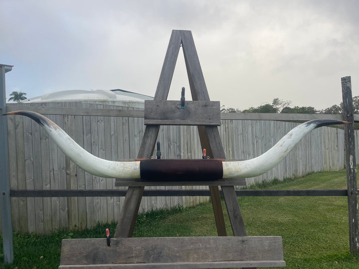 Mounted Cow Horns 24 (delivery extra on request)