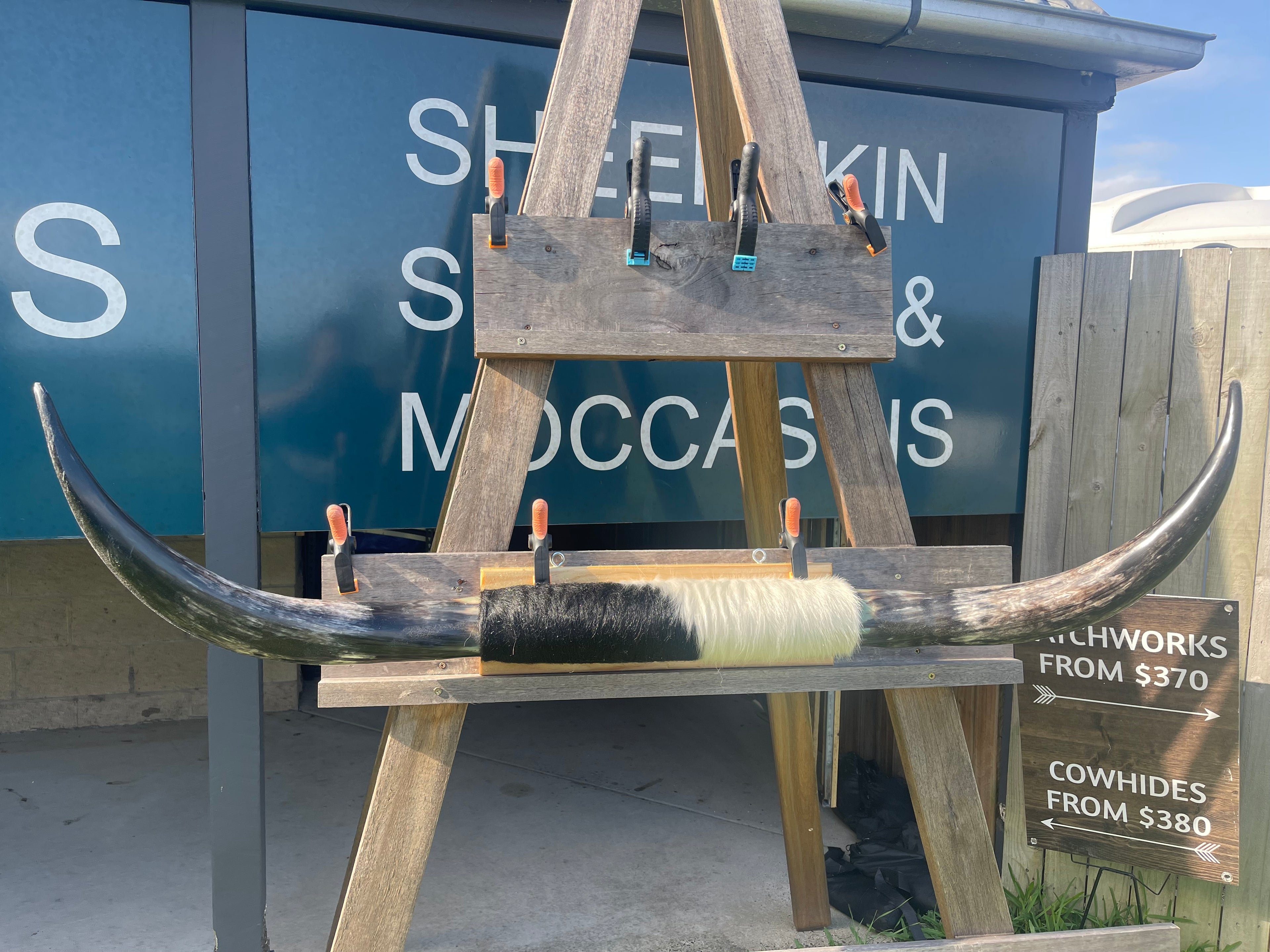 Mounted Cow Horns 43 (delivery extra on request)