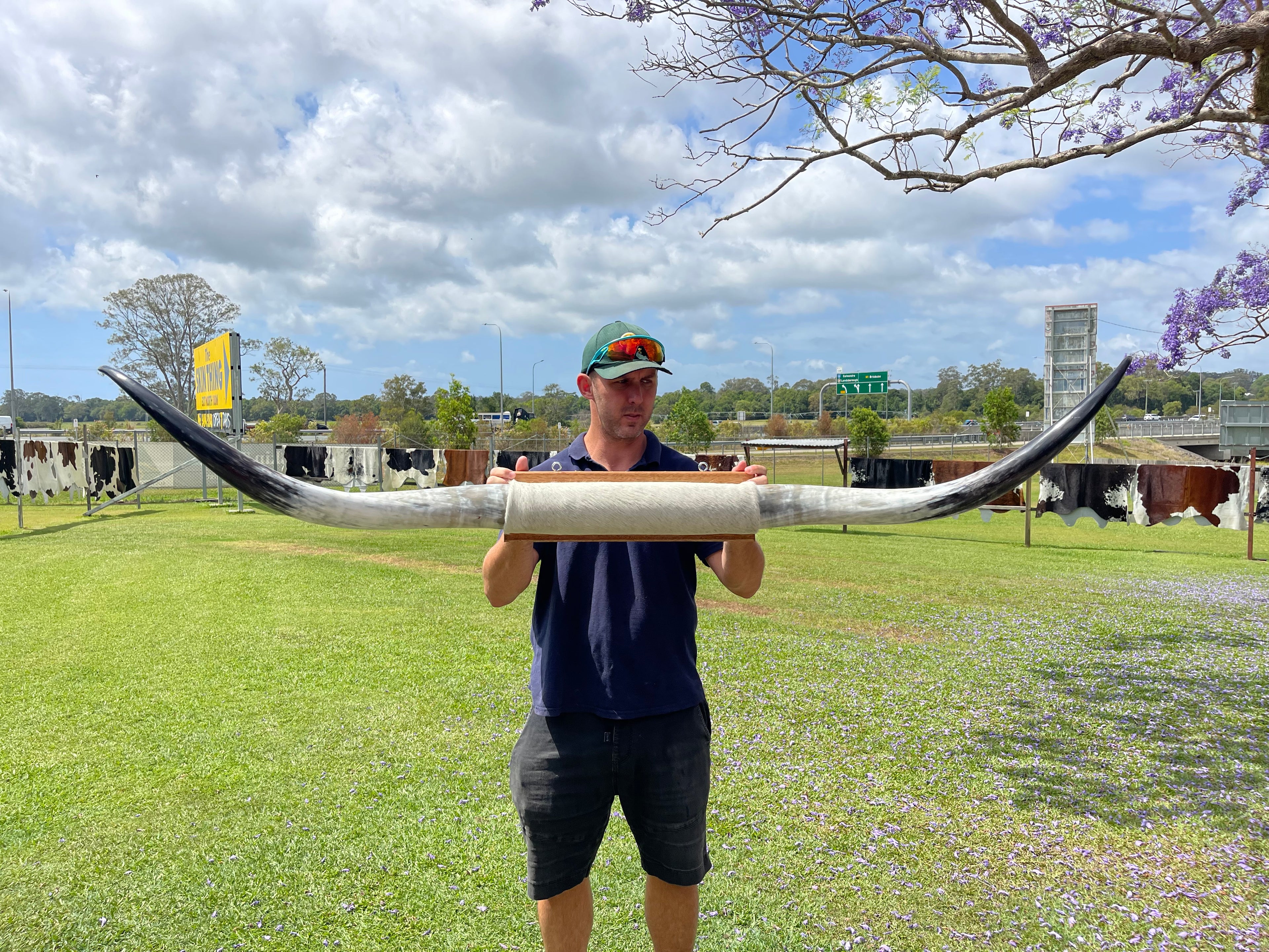 Mounted Cow Horns 06 (delivery extra on request)