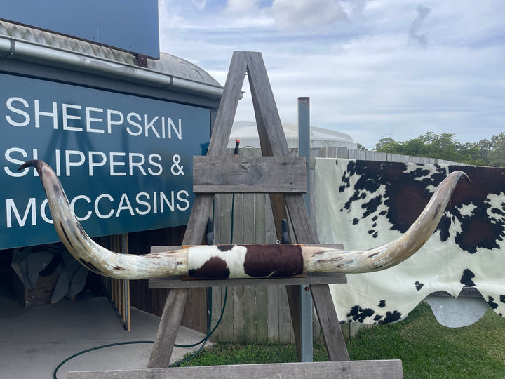 Mounted Cow Horns 07 (delivery extra on request)