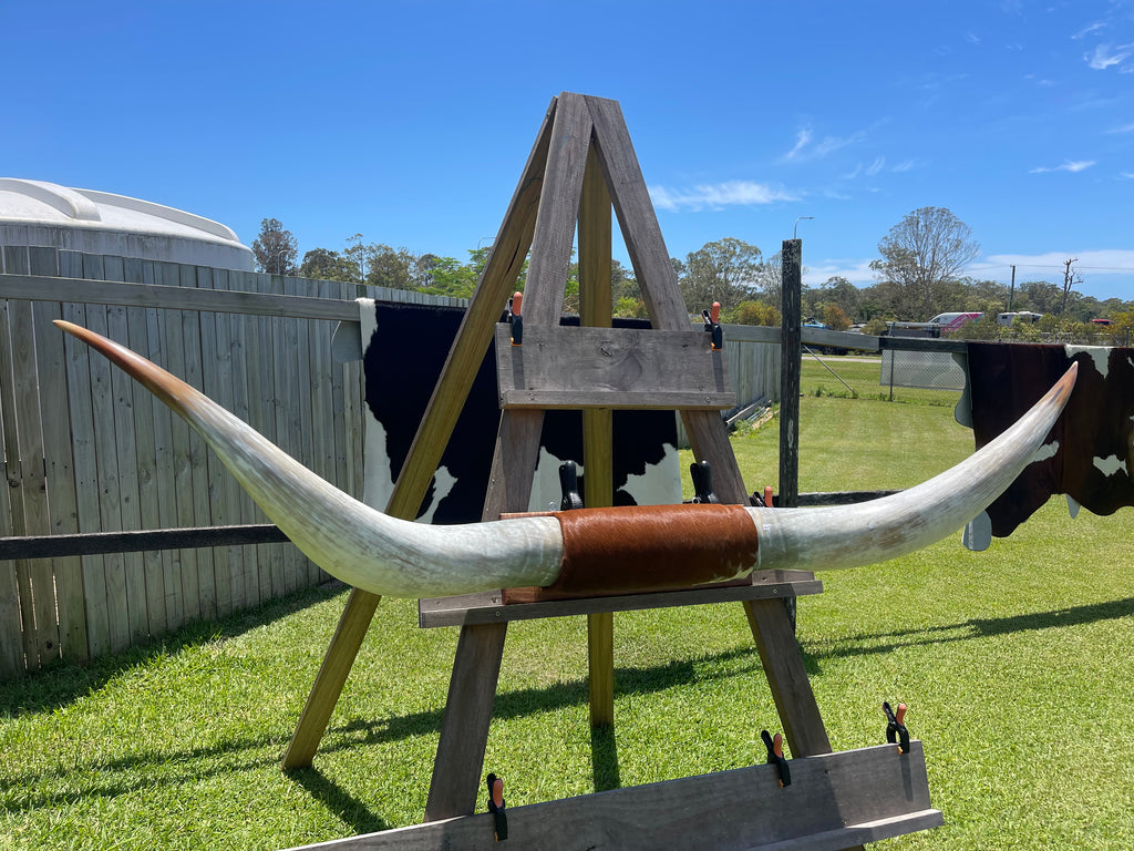 Mounted Cow Horns 48 (delivery extra on request)
