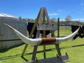 Mounted Cow Horns 48 (delivery extra on request)