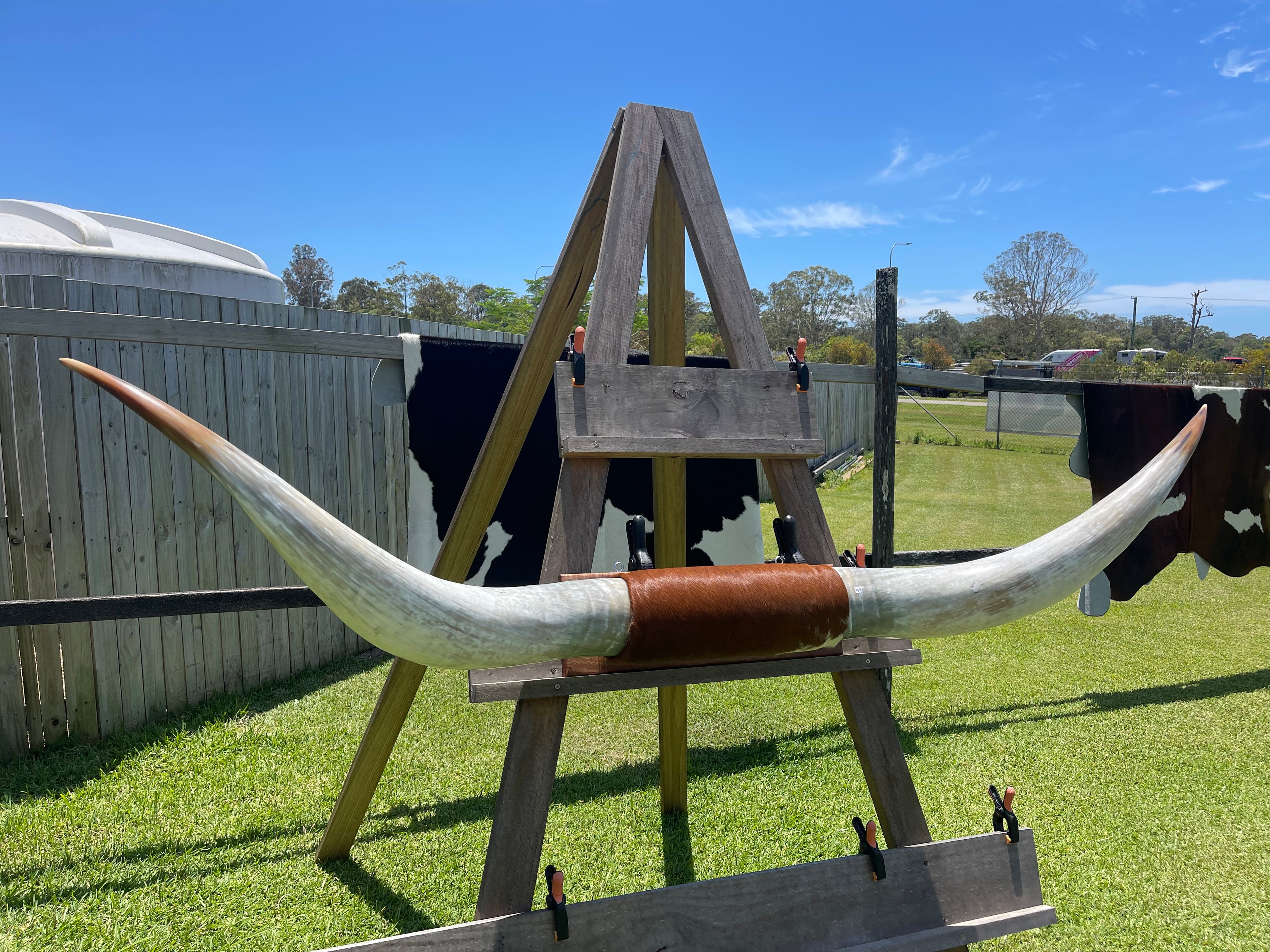 Mounted Cow Horns 48 (delivery extra on request)