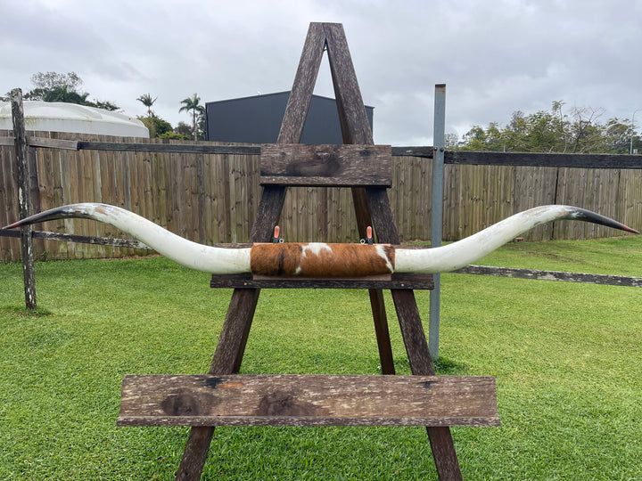 Mounted Cow Horns 27 (delivery extra on request)