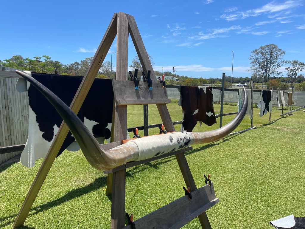 Mounted Cow Horns 37 (delivery extra on request)